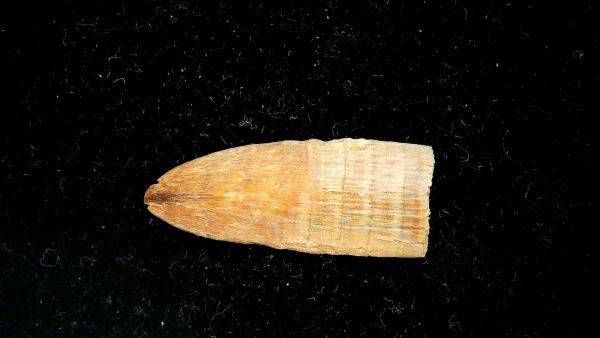 Sawfish Oligocene Rostral Tooth For Sale from S. Carolina #1 - Image 2