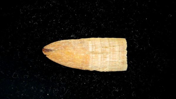 Sawfish Oligocene Rostral Tooth For Sale from S. Carolina #1 - Image 4