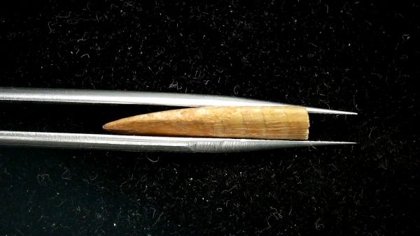 Sawfish Oligocene Rostral Tooth For Sale from S. Carolina #1 - Image 3