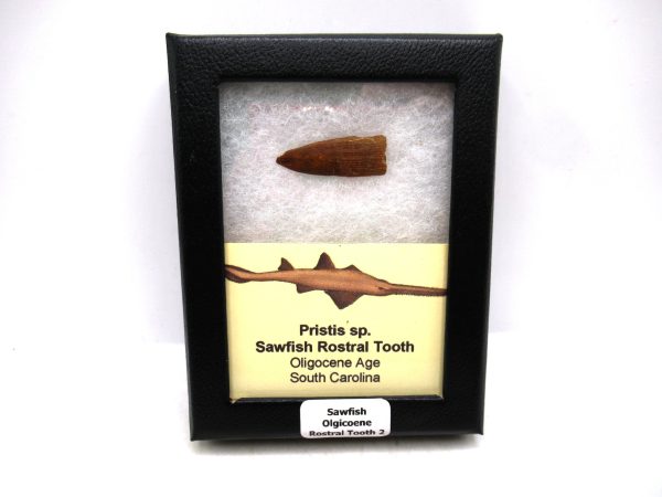 Sawfish Oligocene Rostral Tooth For Sale from S. Carolina #2