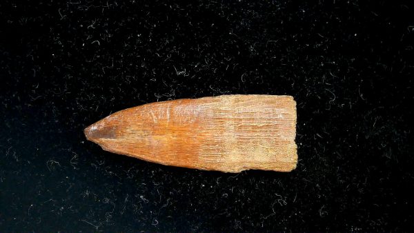 Sawfish Oligocene Rostral Tooth For Sale from S. Carolina #2 - Image 2