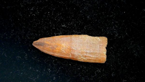 Sawfish Oligocene Rostral Tooth For Sale from S. Carolina #2 - Image 4