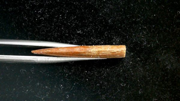 Sawfish Oligocene Rostral Tooth For Sale from S. Carolina #2 - Image 3