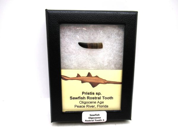 Sawfish Oligocene Rostral Tooth For Sale from Florida #3