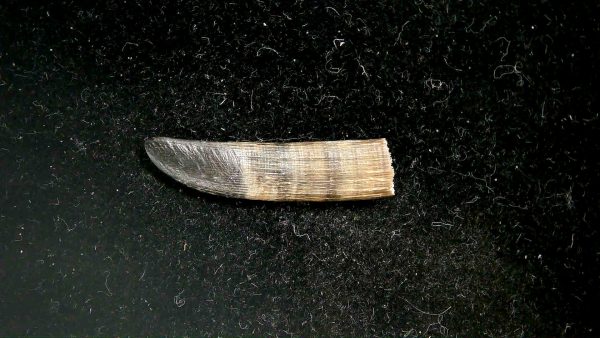 Sawfish Oligocene Rostral Tooth For Sale from Florida #3 - Image 2
