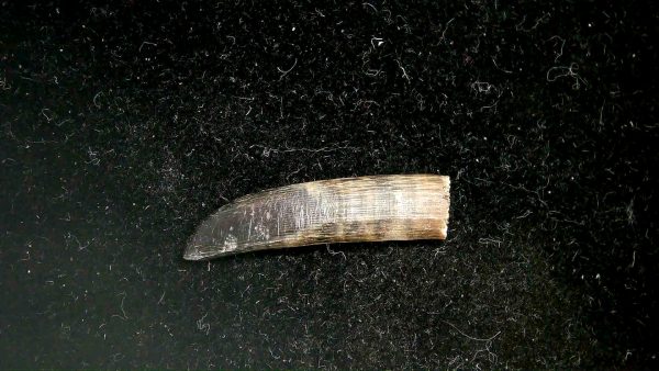 Sawfish Oligocene Rostral Tooth For Sale from Florida #3 - Image 4