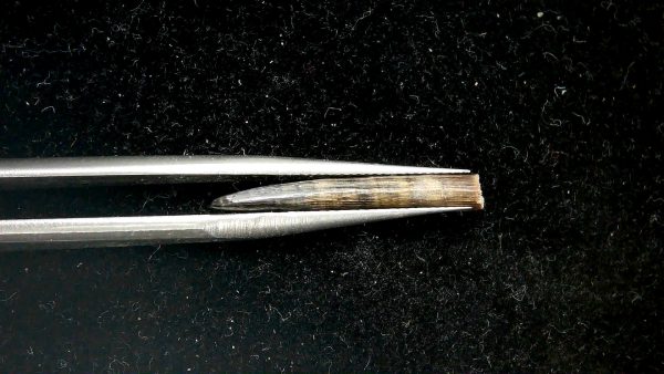Sawfish Oligocene Rostral Tooth For Sale from Florida #3 - Image 3