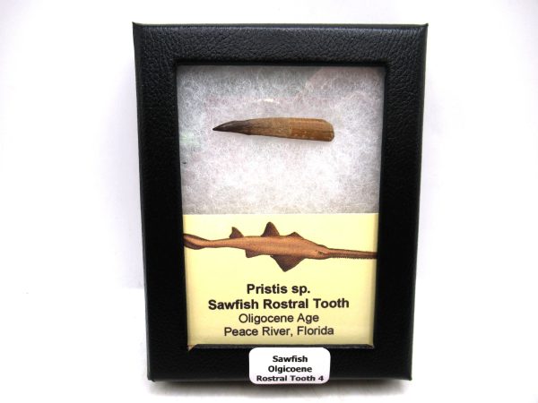 Sawfish Oligocene Rostral Tooth For Sale from Florida #4