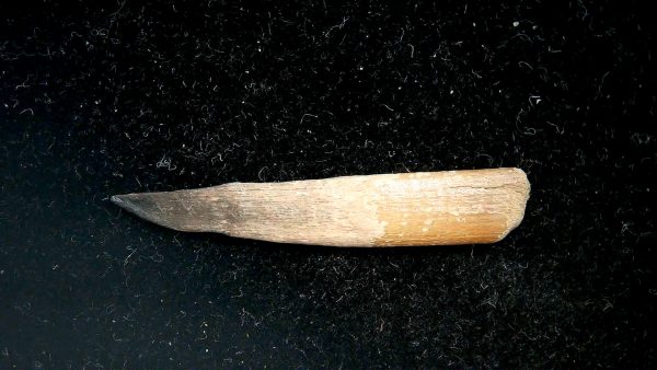 Sawfish Oligocene Rostral Tooth For Sale from Florida #4 - Image 4