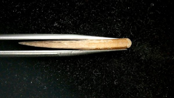 Sawfish Oligocene Rostral Tooth For Sale from Florida #4 - Image 3