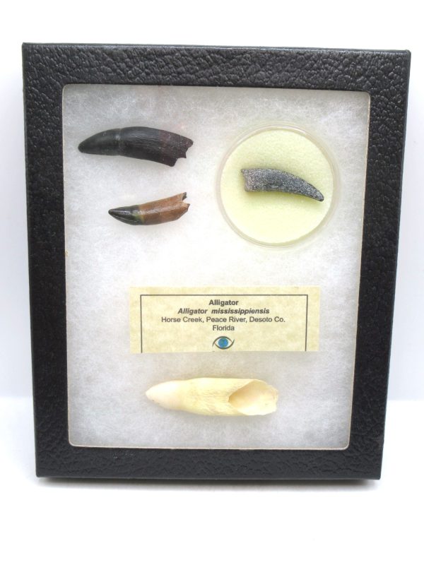 Alligator Mississippiensis Fossils for Sale from Florida #1