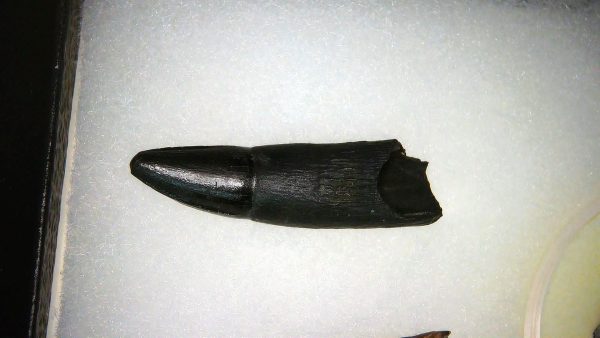 Alligator Mississippiensis Fossils for Sale from Florida #1 - Image 2