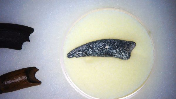 Alligator Mississippiensis Fossils for Sale from Florida #1 - Image 4