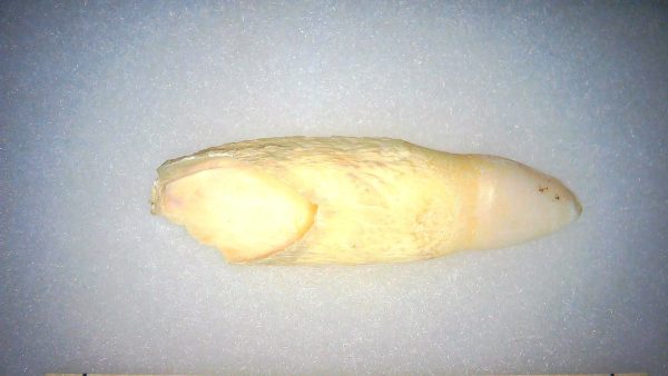 Alligator Mississippiensis Fossils for Sale from Florida #1 - Image 3