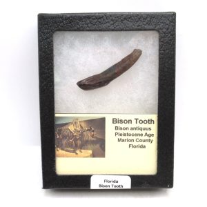Bison Tooth Fossil for Sale - Extinct Bison from Florida