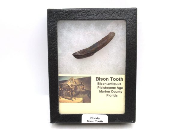 Bison Tooth Fossil for Sale - Extinct Bison from Florida