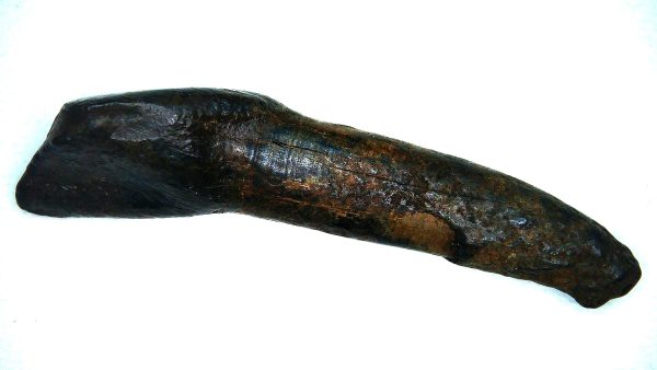 Bison Tooth Fossil for Sale - Extinct Bison from Florida - Image 5