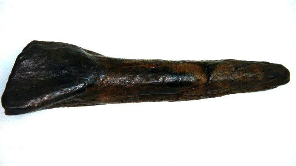 Bison Tooth Fossil for Sale - Extinct Bison from Florida - Image 4