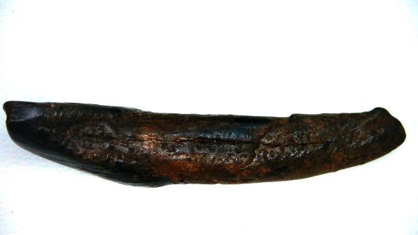 Bison Tooth Fossil for Sale - Extinct Bison from Florida - Image 3