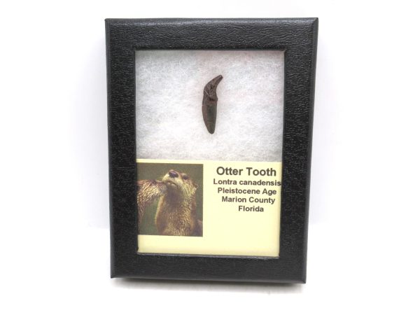 Otter Fossils for Sale Lontra canadensis from Florida #1