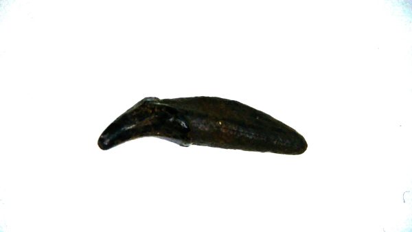 Otter Fossils for Sale Lontra canadensis from Florida #1 - Image 4