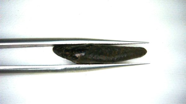 Otter Fossils for Sale Lontra canadensis from Florida #1 - Image 3