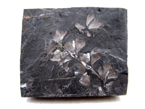 Carboniferous Fern Fossil for Sale from Germany #28