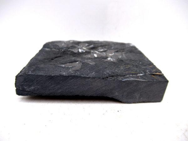 Carboniferous Fern Fossil for Sale from Germany #28 - Image 3