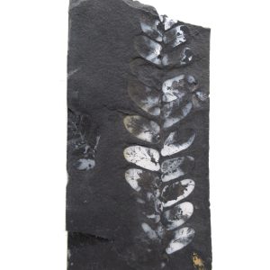Genuine Carboniferous Fern for Sale from Germany #29