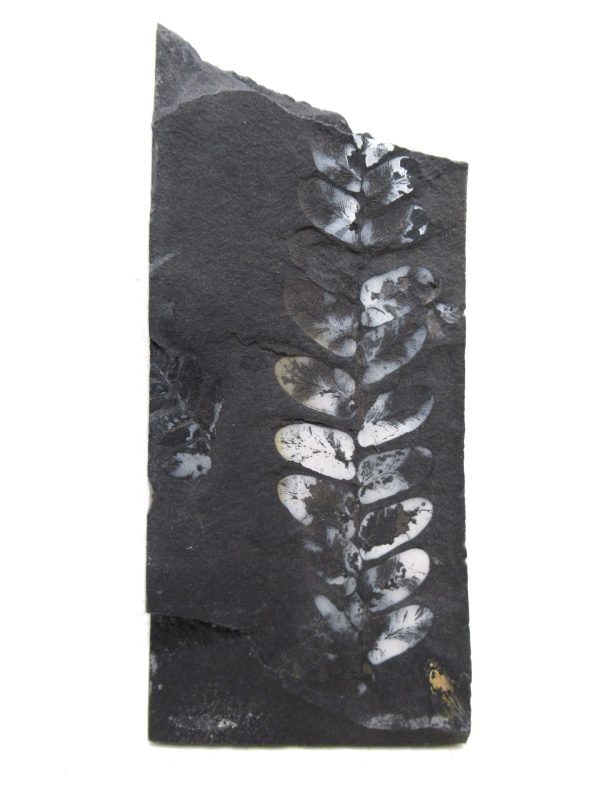 Carboniferous Fern Fossil for Sale from Germany #29