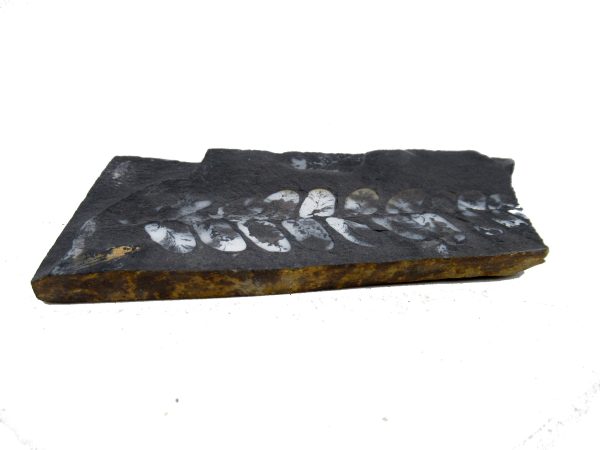 Carboniferous Fern Fossil for Sale from Germany #29 - Image 3