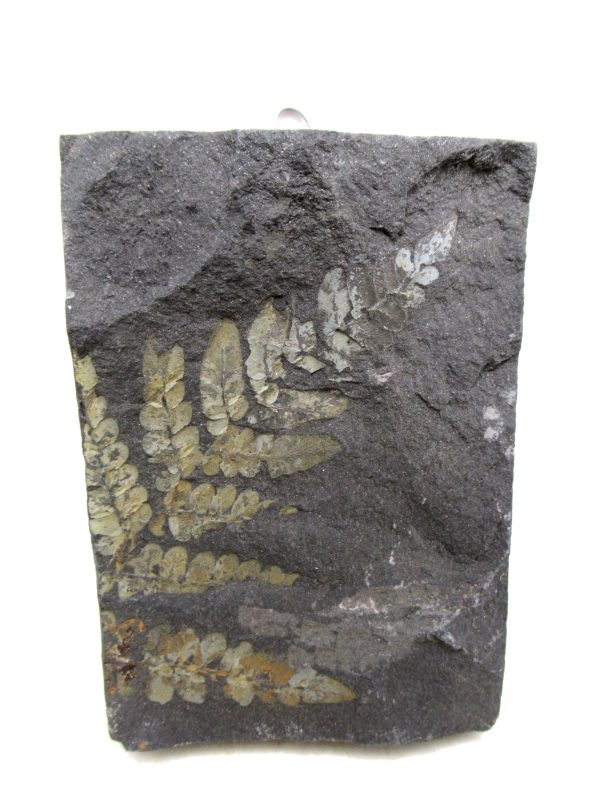 Carboniferous Fern Fossil for Sale from Germany #30