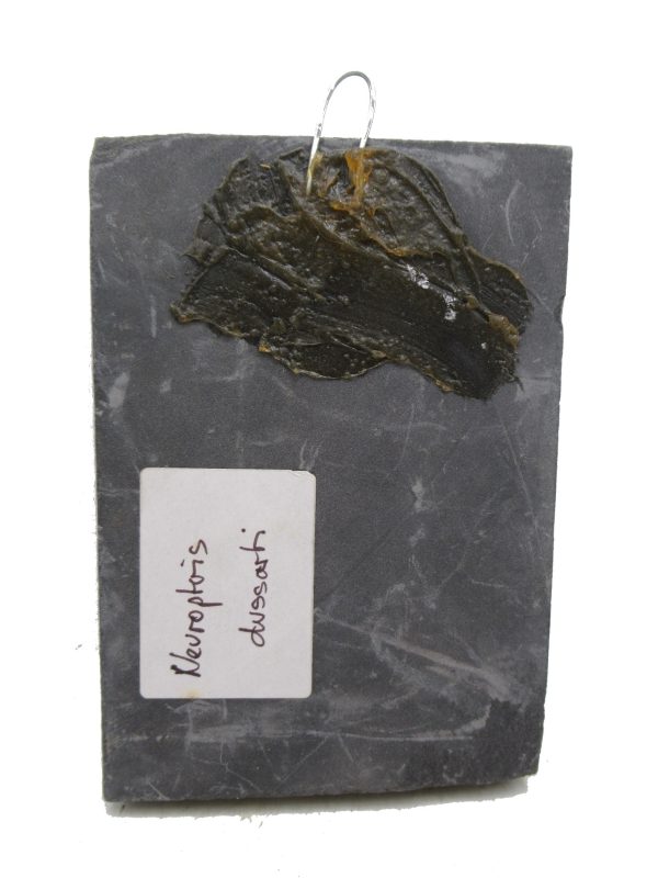 Carboniferous Fern Fossil for Sale from Germany #30 - Image 2