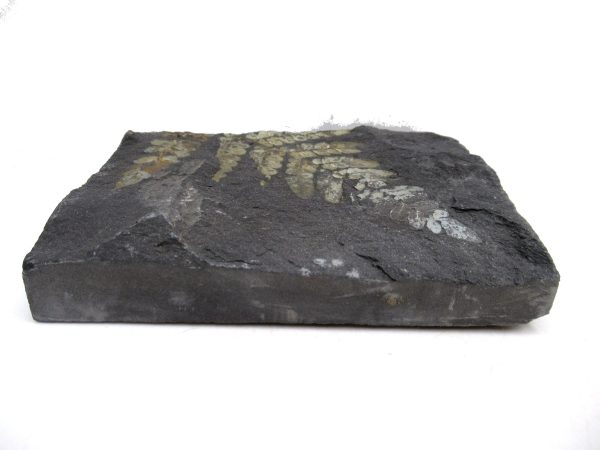 Carboniferous Fern Fossil for Sale from Germany #30 - Image 3
