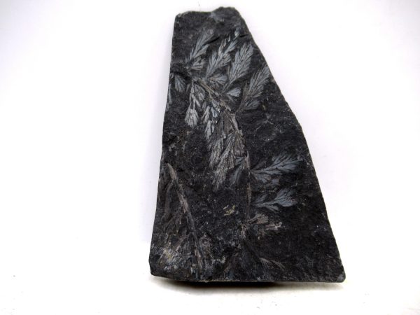 Genuine Carboniferous Fern for Sale from Germany #31