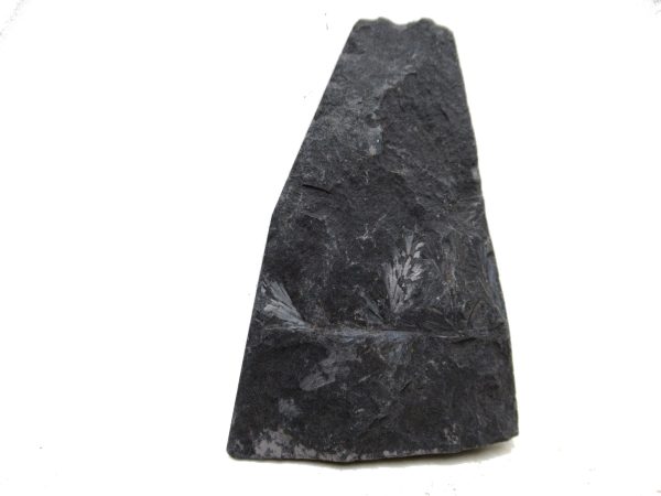Genuine Carboniferous Fern for Sale from Germany #31a