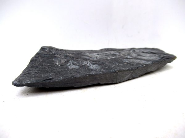 Genuine Carboniferous Fern for Sale from Germany #31b
