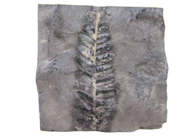 Carboniferous Fern Fossil for Sale from Germany #32