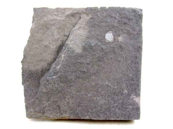 Carboniferous Fern Fossil for Sale from Germany #32 - Image 2