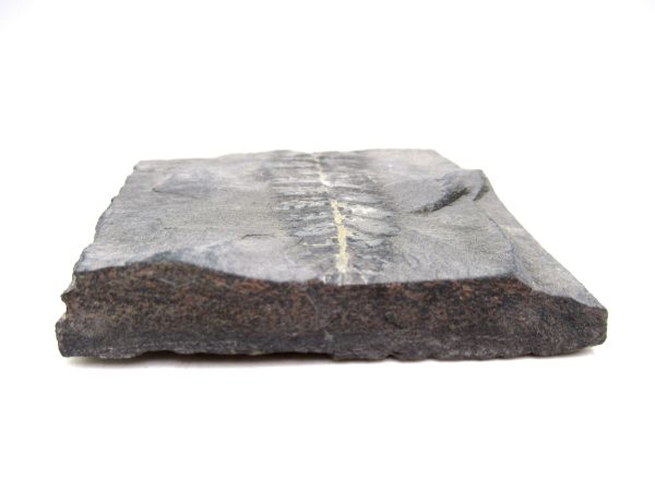 Carboniferous Fern Fossil for Sale from Germany #32 - Image 3