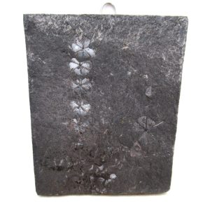 Genuine Carboniferous Fern for Sale from Germany #33