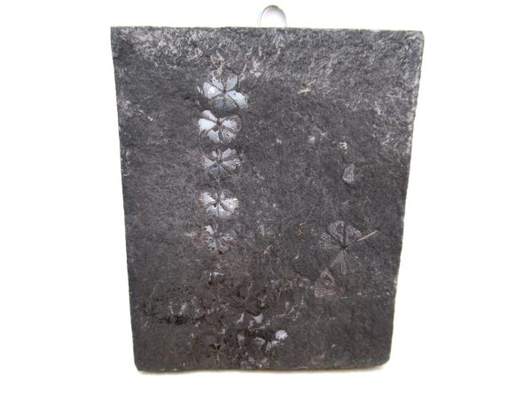 Carboniferous Fern Fossil for Sale from Germany #33