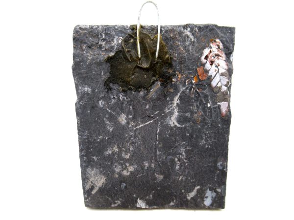 Carboniferous Fern Fossil for Sale from Germany #33 - Image 2