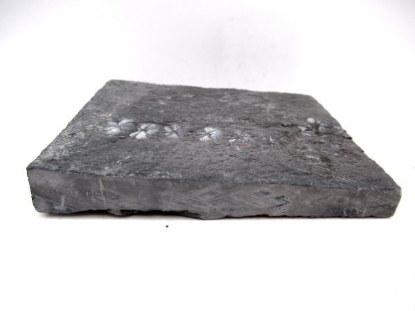 Carboniferous Fern Fossil for Sale from Germany #33 - Image 3