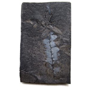 Genuine Carboniferous Fern for Sale from Germany #34