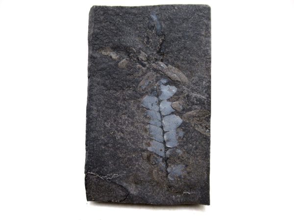 Carboniferous Fern Fossil for Sale from Germany #34