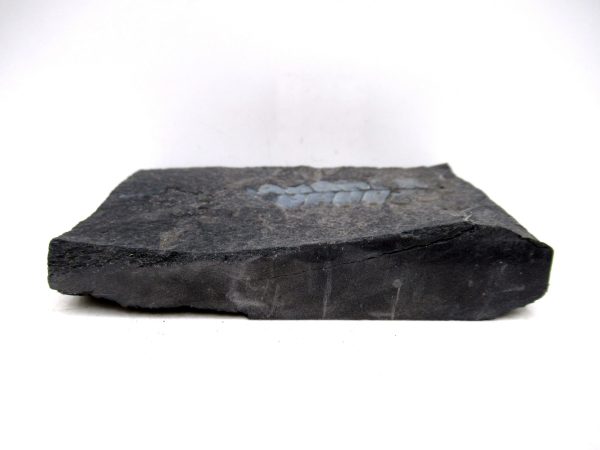 Carboniferous Fern Fossil for Sale from Germany #34 - Image 3