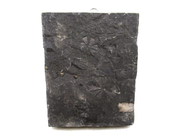 Carboniferous Fern Fossil for Sale from Germany #35