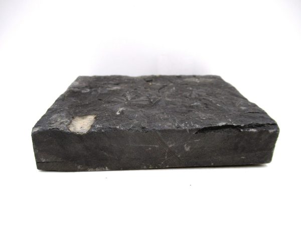 Carboniferous Fern Fossil for Sale from Germany #35 - Image 3