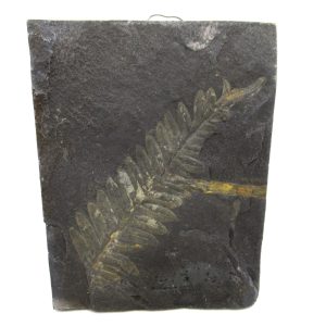Genuine Carboniferous Fern for Sale from Germany #36
